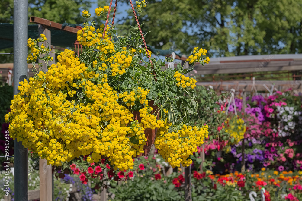 Obraz premium Flowers for sale at a flower market, Cesis, Latvia