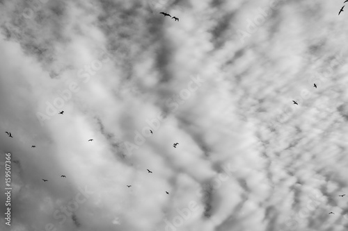 Sea gulls flying over head.