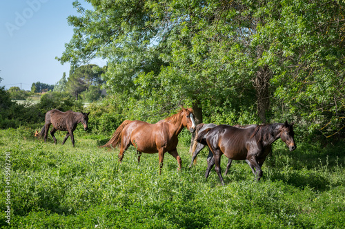 des chevaux marchent les uns derrière les autres dans un environement vert et luxuriant