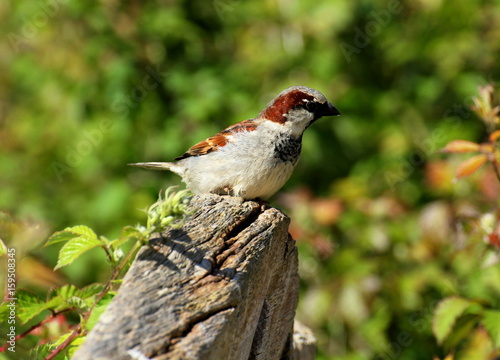 A house sparrow (Passer domesticus) in open country.