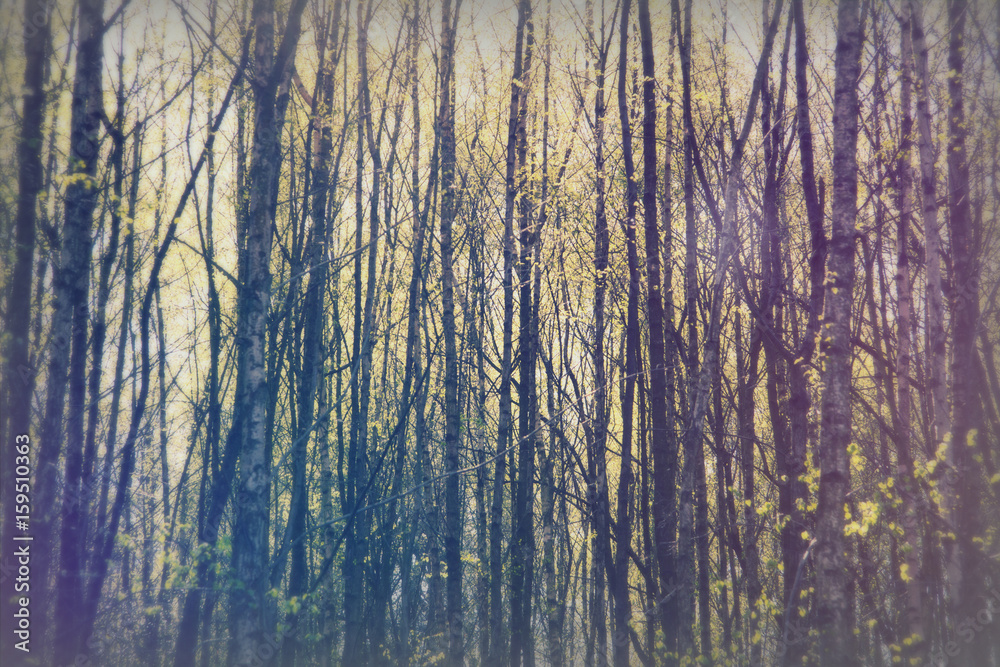 Low sun through trees in the woods Low sun through trees in the woods