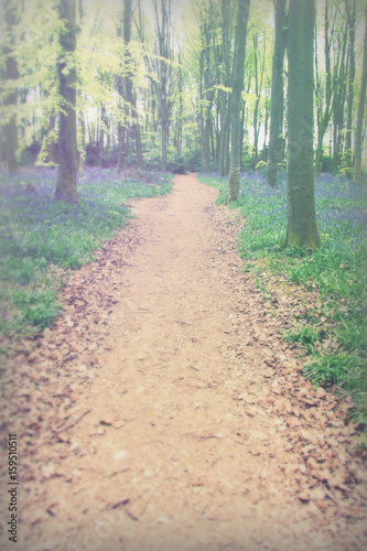 Bluebells growing on an english woodland floor