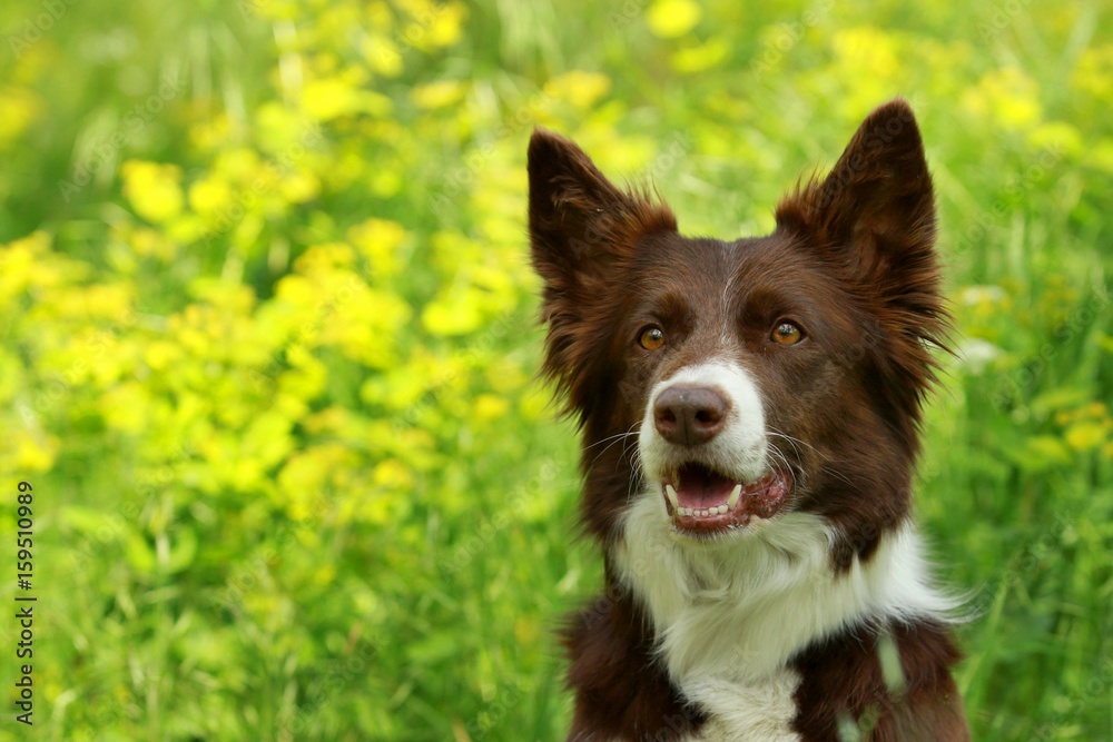 Head of brown and white border collie portrait sitting in a park, pink tongue, watching, observing, with green and yellow flowers background Head of brown and white border collie portrait sitting in a park, pink tongue, watching, observing, with green and yellow flowers background