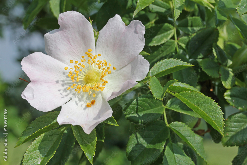 Obraz premium rosellina selvatica (Rosa canina)