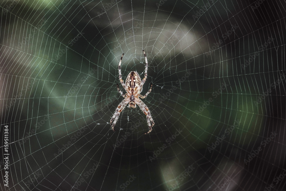 Big Garden-spider araneus in the center of web. Natural background with dark bokeh. Cobweb with spider. Big Garden-spider araneus in the center of web. Natural background with dark bokeh. Cobweb with spider.