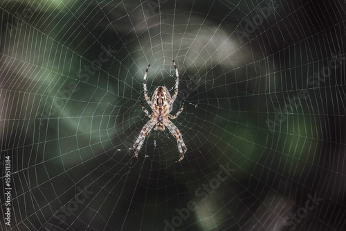 Big Garden-spider araneus in the center of web. Natural background with dark bokeh. Cobweb with spider.