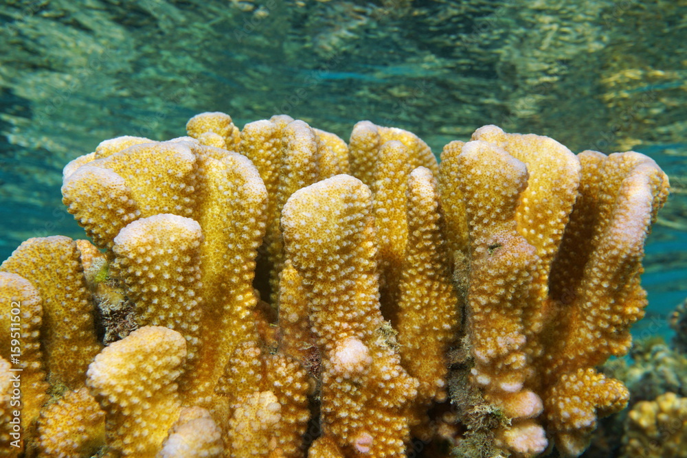 Obraz premium Pocillopora coral close up, commonly called cauliflower coral, Pacific ocean, French Polynesia, lagoon of Bora Bora island