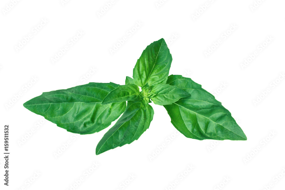 fresh green leaf mint isolated fresh green leaf mint isolated