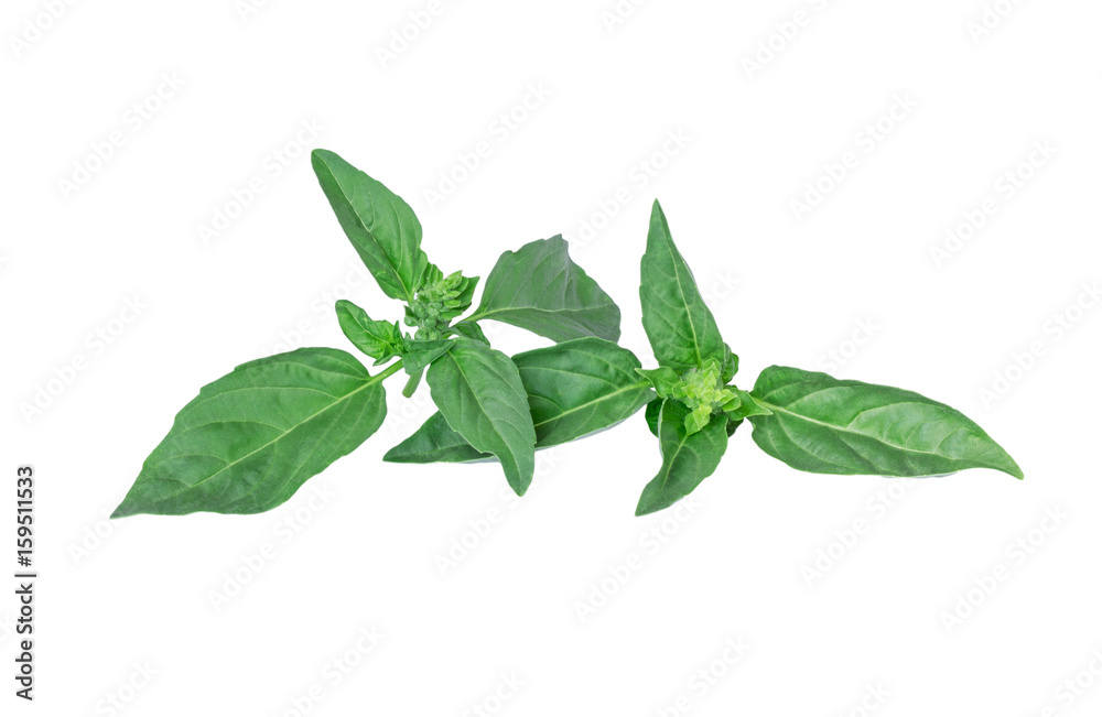 Fototapeta fresh green leaf mint isolated