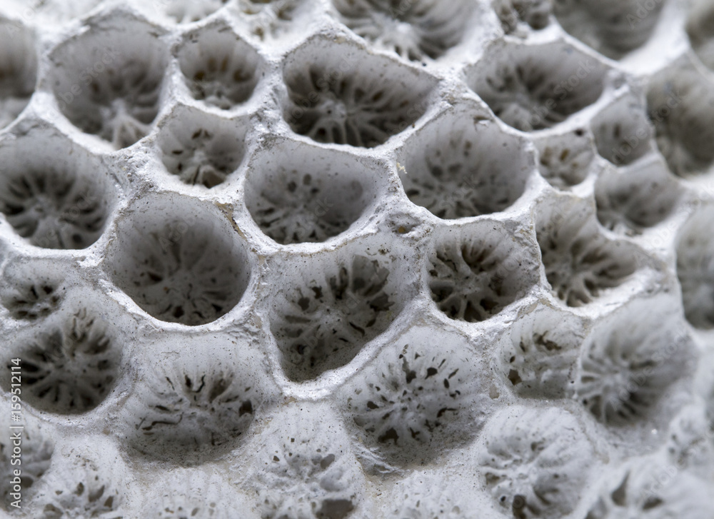 Coral structure close-up. Dead coral reef macro photo. White coral filter combs macrophotography. Coral structure close-up. Dead coral reef macro photo. White coral filter combs macrophotography.
