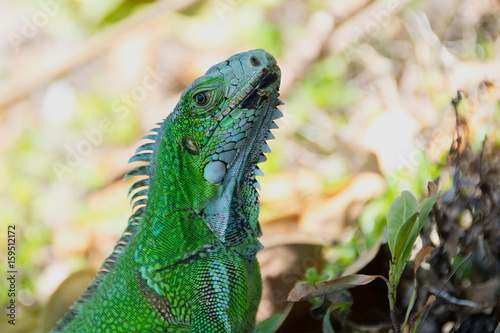 Close up of green iguana of the Caribbean - Le Gosier - Guadeloupe Antilles island