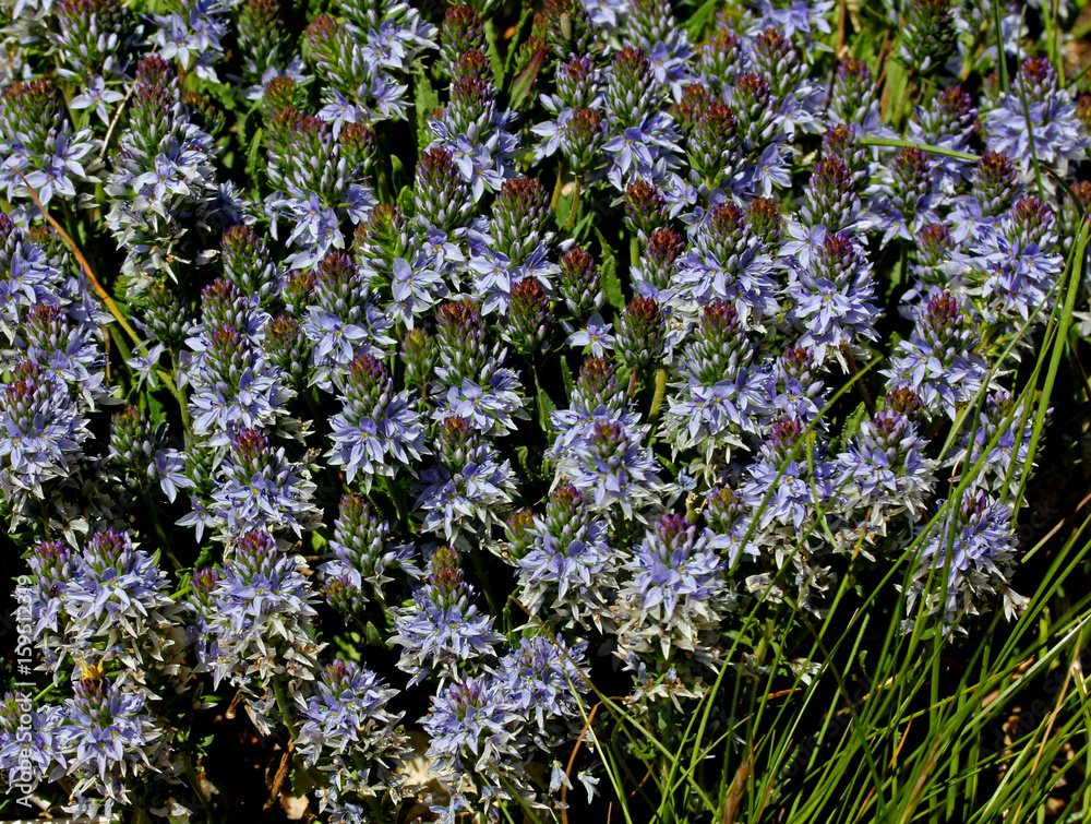 tappeto di fiori celesti (Veronica prostrata)
