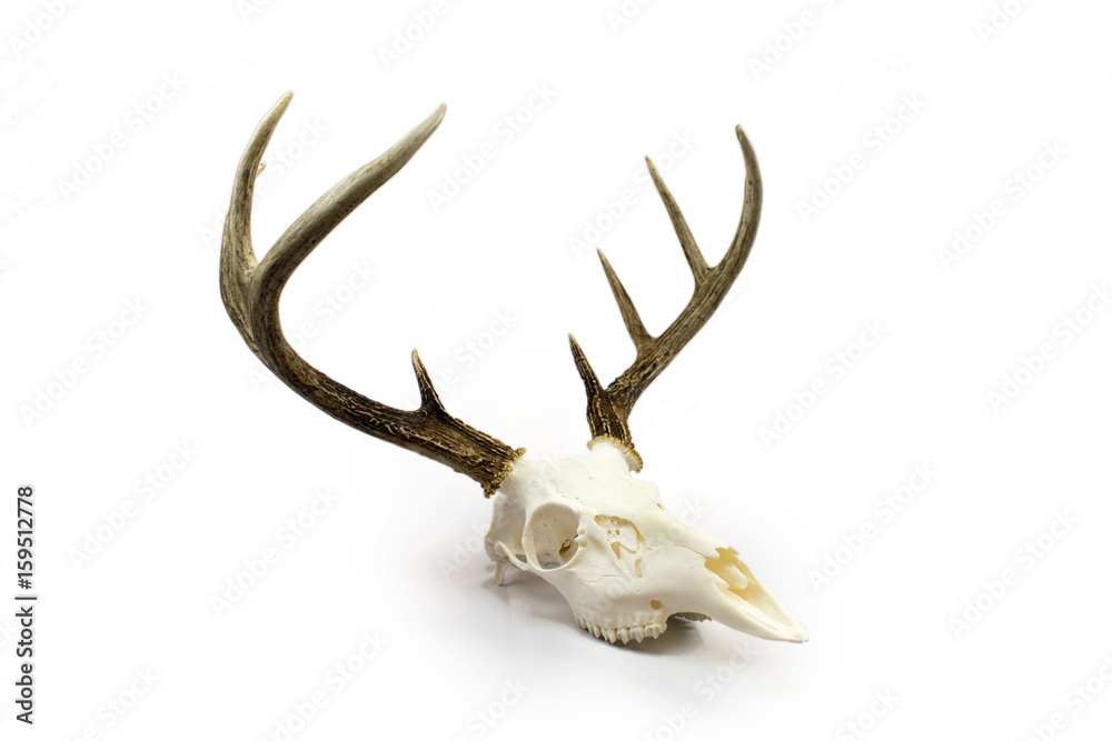 Fototapeta premium Whitetail Deer Buck Antlers and Skull