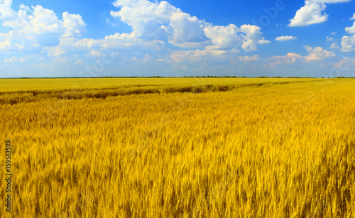 Wheat field against a blue sky