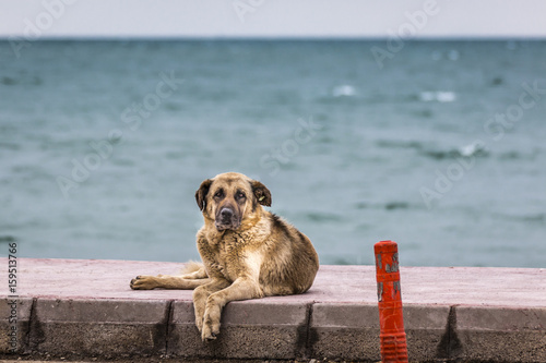 Portrait of a stray dog near the sea