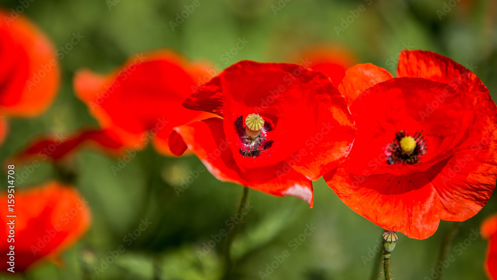 Glade of red poppies. Flowers Red poppies blossom on wild field. Red poppies in soft light. Opium poppy. Natural drugs. Glade of red poppies. Lonely poppy. Soft focus blur Glade of red poppies. Flowers Red poppies blossom on wild field. Red poppies in soft light. Opium poppy. Natural drugs. Glade of red poppies. Lonely poppy. Soft focus blur