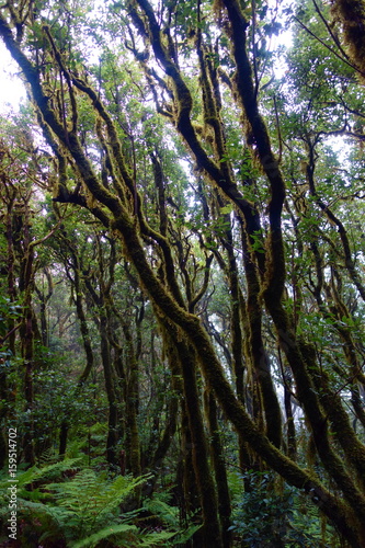 Mysterious green anaga rain forest - Canary islands  Spain
