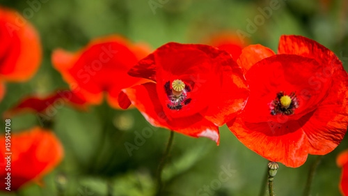 Glade of red poppies. Flowers Red poppies blossom on wild field. Red poppies in soft light. Opium poppy. Natural drugs. Glade of red poppies. Lonely poppy. Soft focus blur