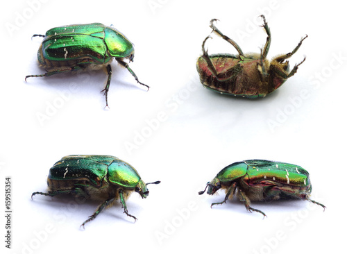 Valokuvatapetti Set of four Green beetles