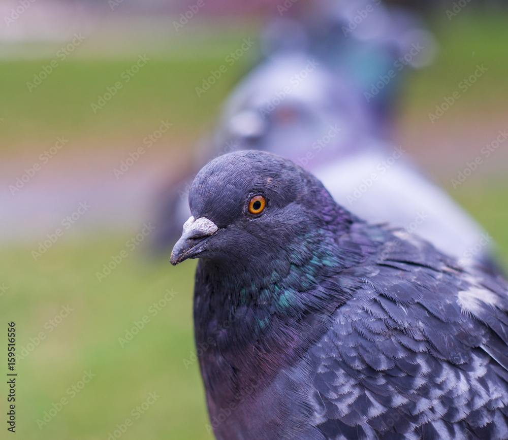 Fototapeta premium Pigeons