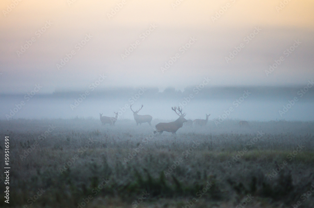 Two males of a red deer and several doe walk around the field in a foggy morning during the rut. Belarus, Naliboki forest Two males of a red deer and several doe walk around the field in a foggy morning during the rut. Belarus, Naliboki forest