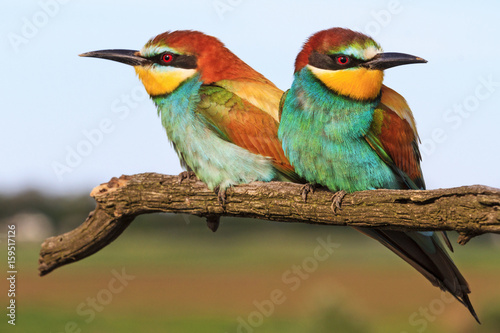 pair European bee-eater sitting on a branch