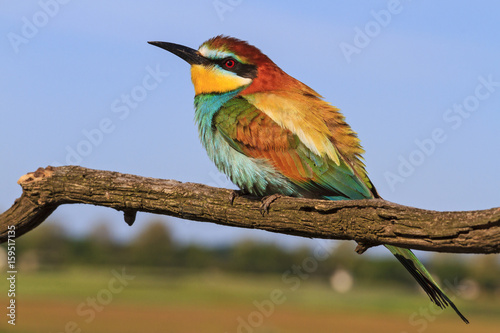 European bee-eater - colored bird