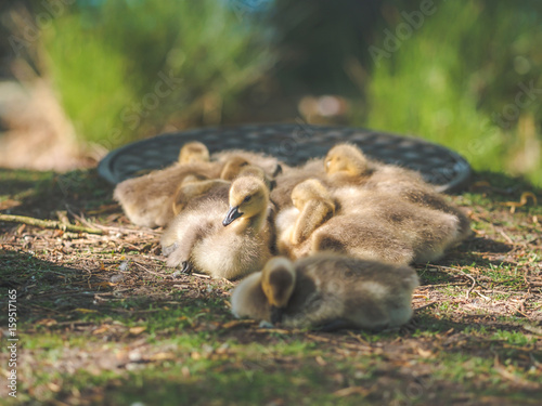 Baby Geese Resting All Together