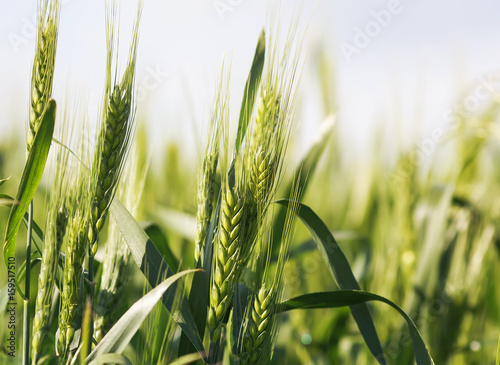 background with summer agricultural field with young green ripening ears of g...