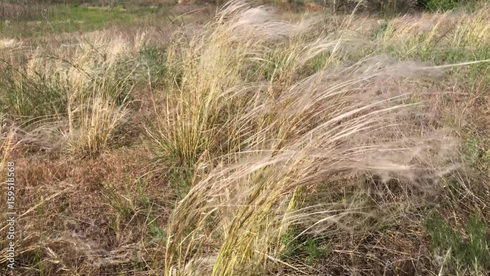 Steppe feather grass on a clear summer day swaying in the wind Steppe feather grass on a clear summer day swaying in the wind