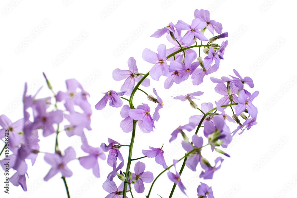 Flowers of Hesperes (Night Violet) on a clean white background.. Flowers of Hesperes (Night Violet) on a clean white background..