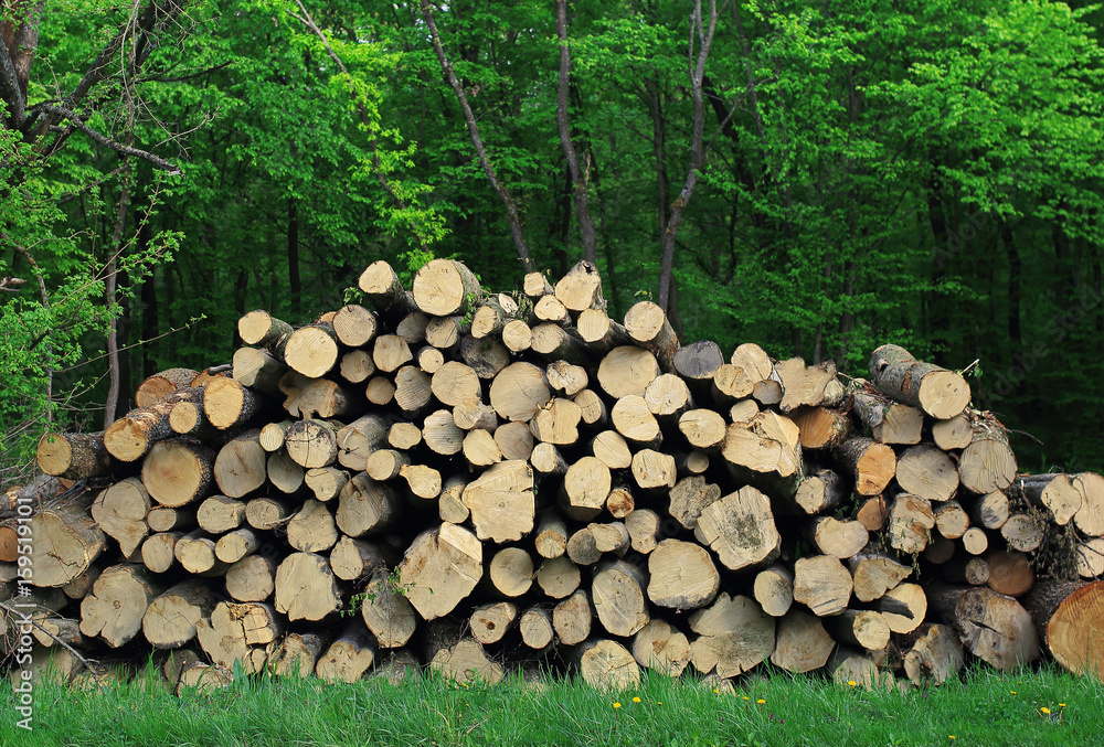 Fire woods at edge of forest