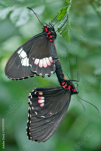 Union Mariposal photo