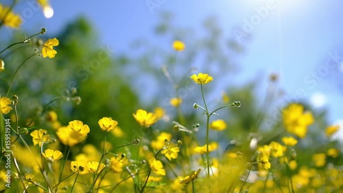 Buttercup flowers in a field waving gently in a breeze.