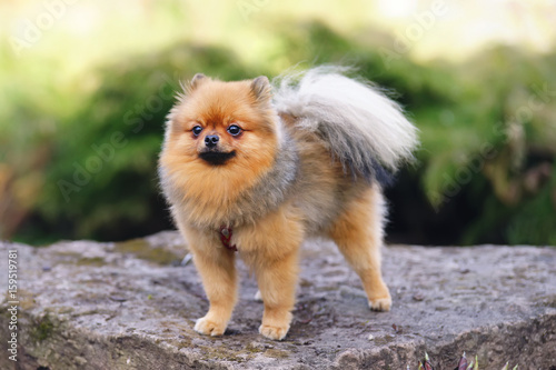 Red Miniature German Spitz dog staying outdoors on a stone at springtime © Eudyptula