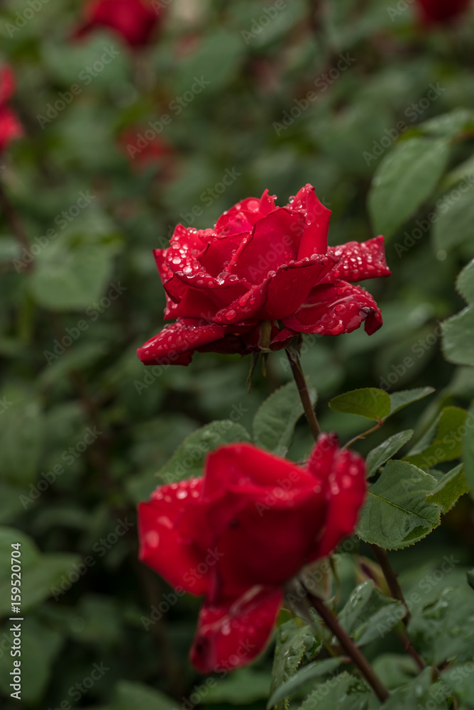 Roses in the Rain