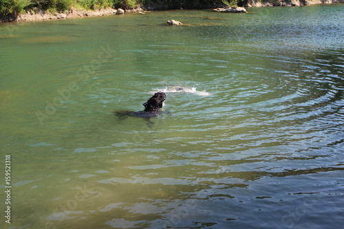 chien qu i sauve un homme de la noyade   cane corso