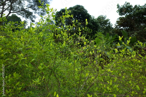 Coca plantations in the Sierra Nevada in the Colombia jungle