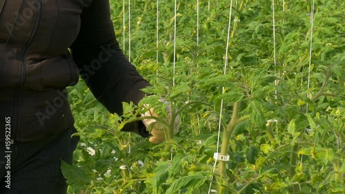 Person working in modern industrial greenhouse with  tomatoes