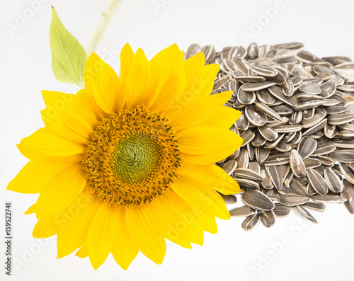 Sunflower seeds and flower - Helianthus annuus