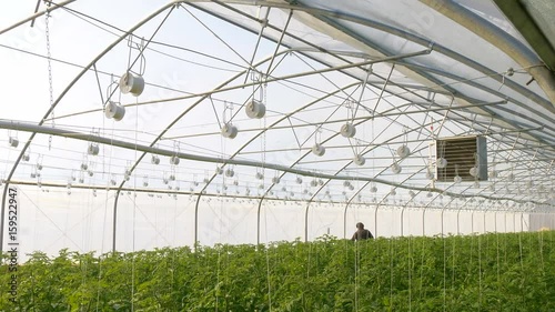 Person working in modern industrial greenhouse with  tomatoes