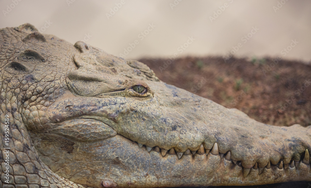 Fototapeta premium Closeup of crocodile in wild environment
