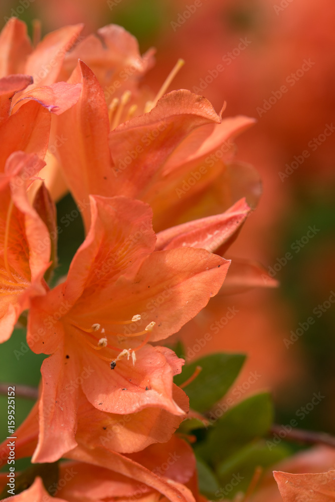 Red/orange rhododendron flowers with green background in park.Spring flowers,spring background/card, red rhododendrons with natural pattern in garden. Copy space. Closeup of flowers background