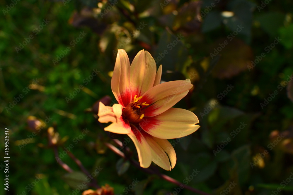 Fototapeta premium 秋に咲く花