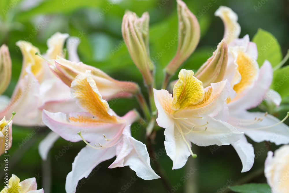 Fototapeta premium White/orange rhododendron flowers with green background,in park. Spring flowers,spring background/card, Pink rhododendrons with natural pattern in the garden. Copy space. Closeup of flowers background
