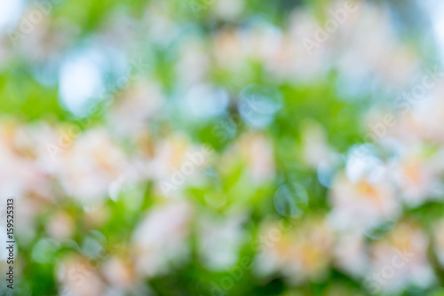 Abstract Bokeh circles of nature background. White/orange flowers with green background, defocused.  Natural bokeh. Spring, summer flowers. Copy space. Place for text.