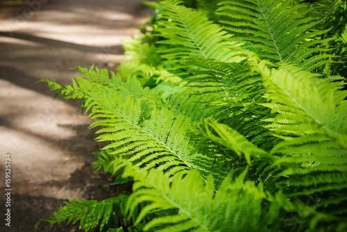 Fern leaves background. A fern in forest. Beautiful green ferns leaves in a garden   on the sunny day. Copy space  place for text.Park planting