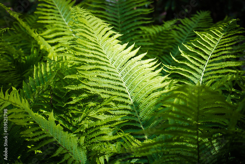 Fern leaves background. A fern in forest. Beautiful green ferns leaves in a garden, on the sunny day.