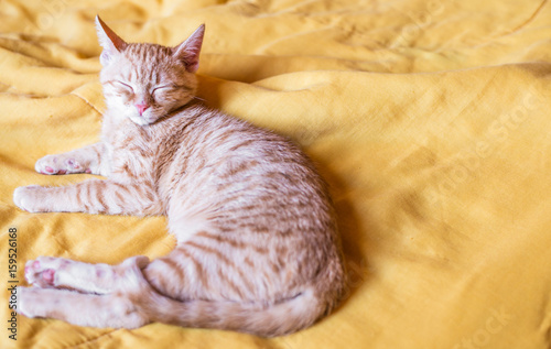 Fotografie Cute orange tabby kitty cat sleeping