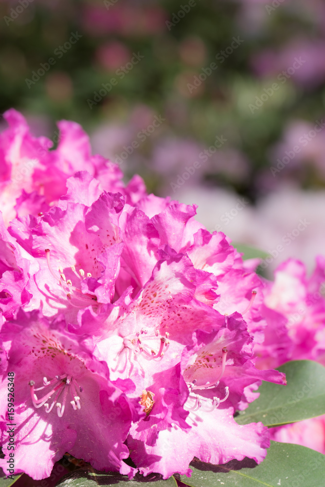 Pink rhododendron flowers with purple background,in park.Spring flowers,spring background/card, rhododendrons with natural pattern in the garden. Copy space. Closeup of flowers background Pink rhododendron flowers with purple background,in park.Spring flowers,spring background/card, rhododendrons with natural pattern in the garden. Copy space. Closeup of flowers background